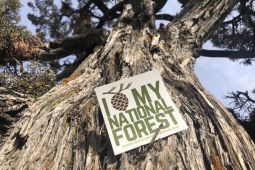 Discover Your Forest Donation